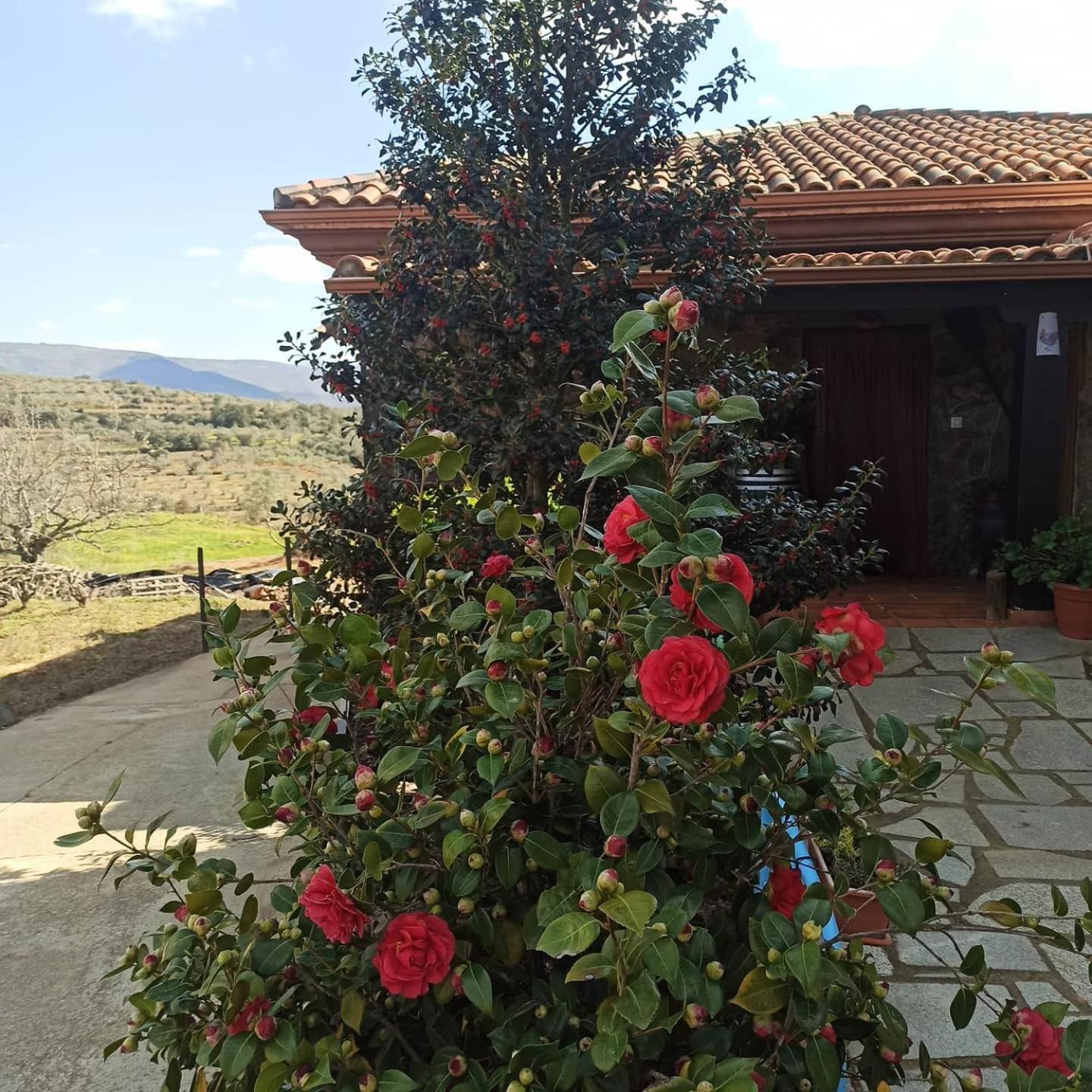 Casa Rural Los Olivos Sotoserrano Luaran gambar